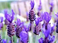 Lavender Plants