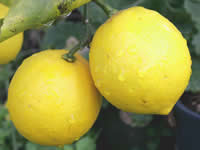 Citrus Trees