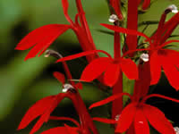 Lobelia - Cardinal Flower