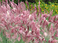 Melinis - Paintbrush Grass