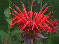 Monarda - Bee Balm