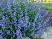 Nepeta - Catmint