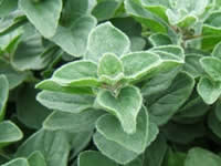 Oregano