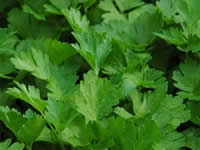 Parsley