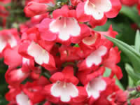 Penstemon - Beardtongue