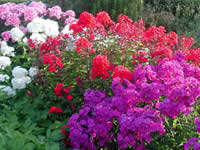 Phlox - Garden Phlox