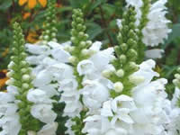 Physostegia - Obedient Plant