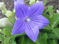 Platycodon - Balloon Flower