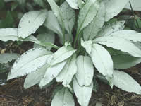 Pulmonaria - Bethlehem Sage