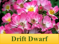 Roses - Drift Dwarf
