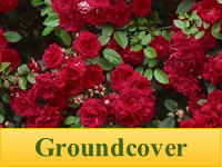 Roses - Groundcovers