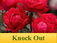 Roses - Knock Out