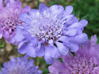 Scabiosa - Pincushion Flower