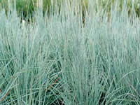 Schizachyrium - Little Bluestem