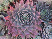 Sempervivum - Hen & Chicks