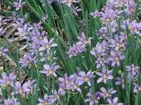 Sisyrinchium - Blue Eyed Grass