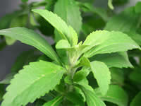 Stevia Plant