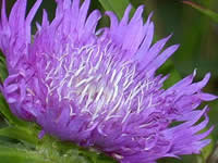 Stokesia - Stoke's Aster