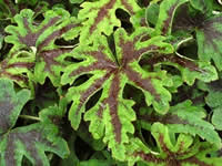 Tiarella - Foam Flower