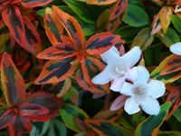 Abelia Shrubs