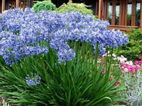 Agapanthus - Lily of the Nile