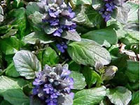 Ajuga - Bugleweed