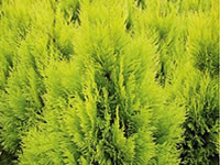 Arborvitae Shrubs