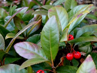 Ardisia - Marlberry