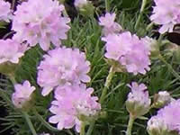 Armeria - Sea Thrift