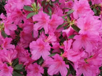 Azalea Shrubs