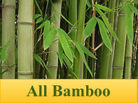 Bamboo Plants - All