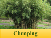 Bamboo Plants - Clumping