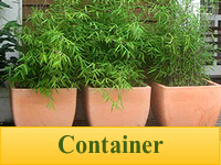 Bamboo Plants for Containers & Pots