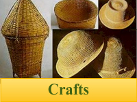 Bamboo Plants for Crafts