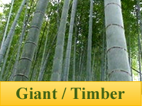 Bamboo Plants - Giant / Timber