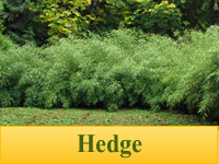 Bamboo Plants for Hedges