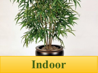 Bamboo Plants for Indoor Use