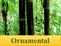 Bamboo Plants - Ornamental