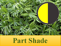 Bamboo Plants for Part Shade