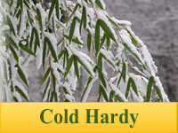 Bamboo Plants - Cold Hardy