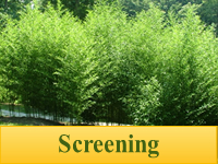 Bamboo Plants for Screening