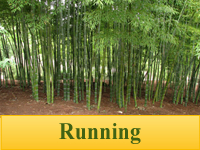 Bamboo Plants - Running