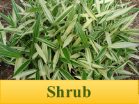 Bamboo Plants - Shrubs