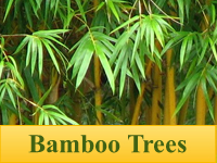 Bamboo Trees