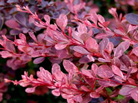 Barberry Shrubs