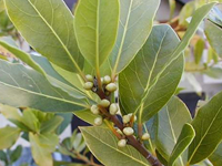 Bay Laurel