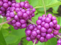 Beautyberry Shrubs