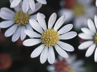 Bellium Daisy