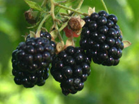 Blackberry Bushes