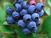 Blueberry Bushes - Southern Highbush
